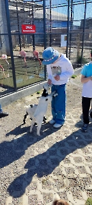 Alpakarnia w Poczesnej